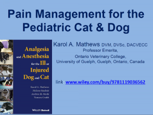 Pain Management for Pediatric Cat & Dog